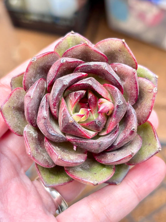Echeveria Red Mountain | Live Succulent Plant | Korean Succulent | Variegated Echeveria | Imported Plants