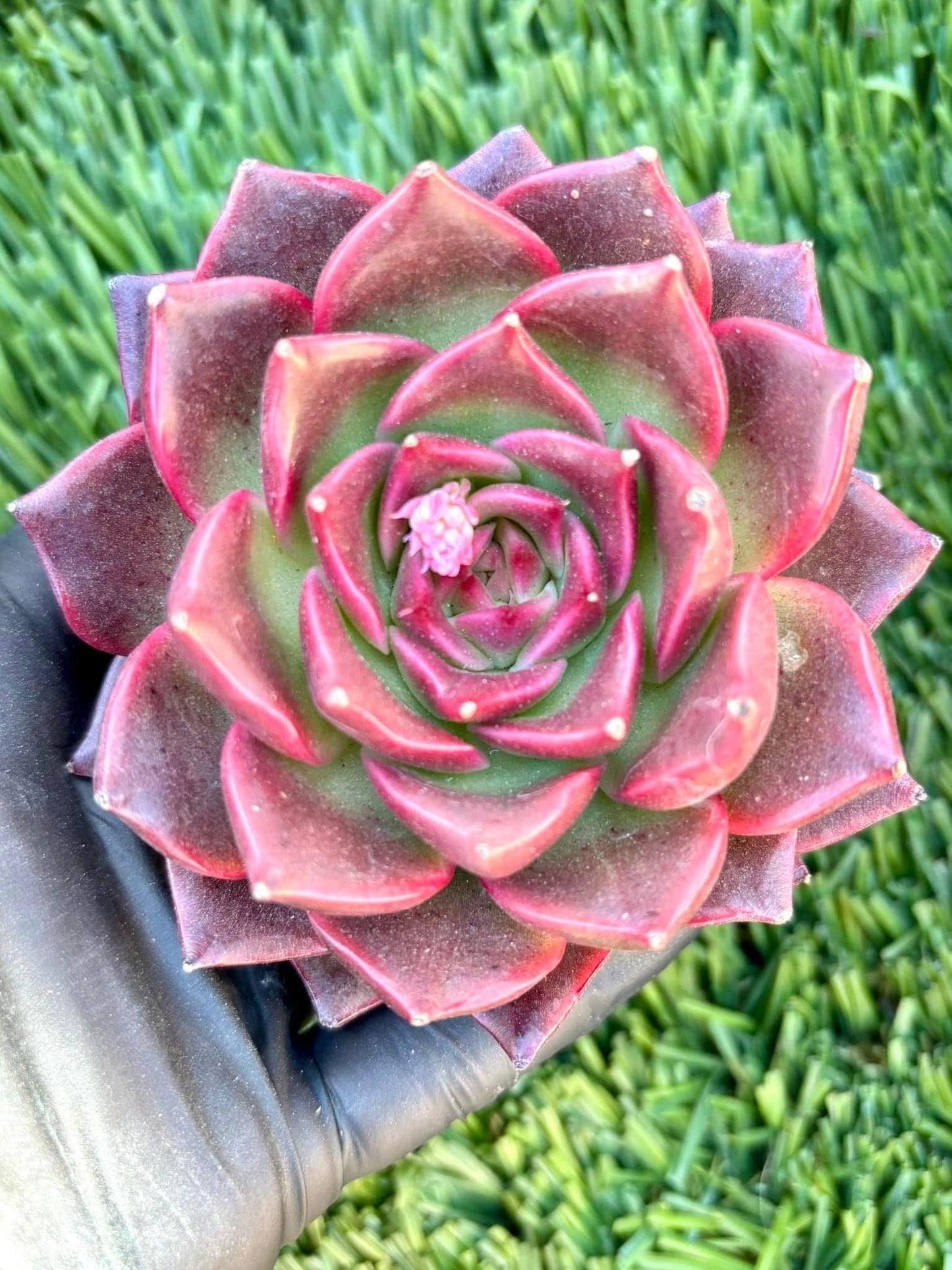 Echeveria Crimson Eyes | Live Succulent Plant | Korean Succulent | Rare Imported Echeveria | Imported Plants