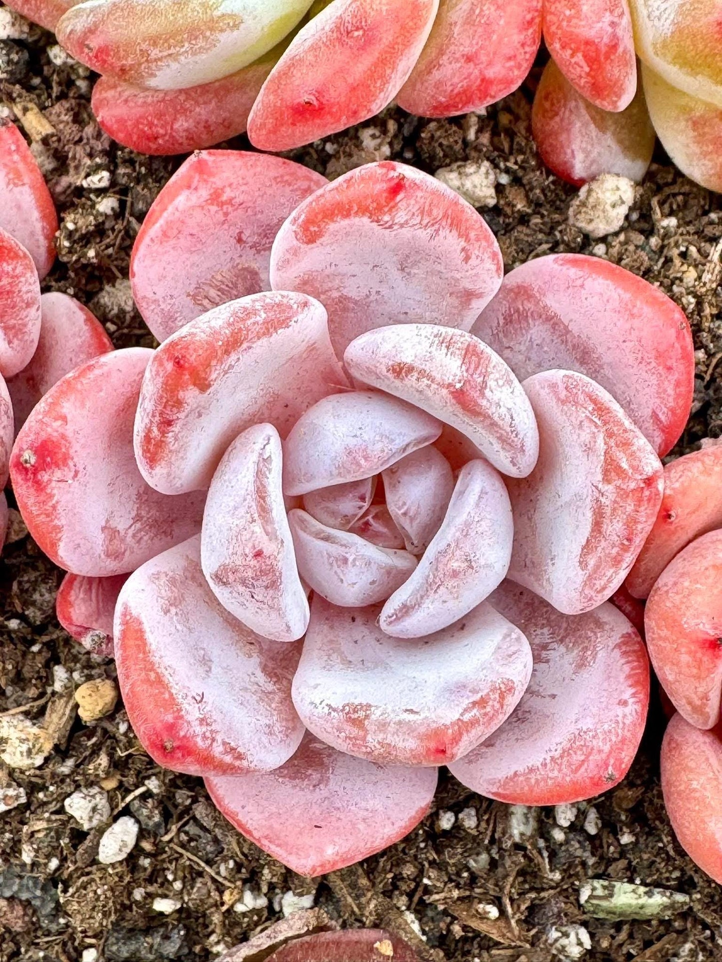 Echeveria Pink Rabbit | Live Succulent Plant | Korean Succulent | Variegated Echeveria | Imported Plants | Echeveria Clusters