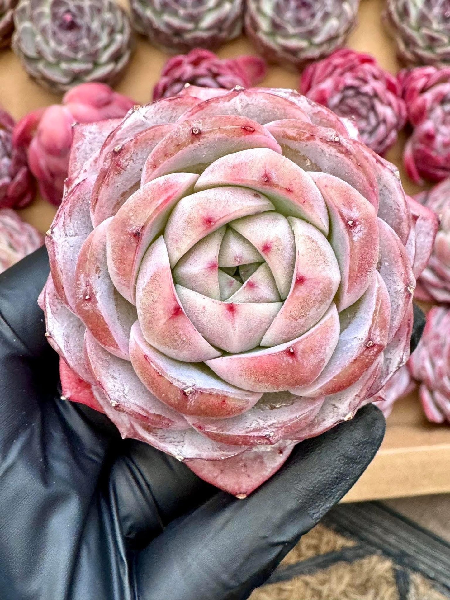 Echeveria Mystery Ice | Rare Imported Succulent | Collector’s Succulent