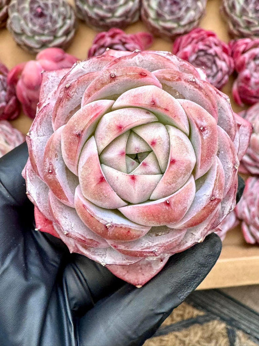 Echeveria Mystery Ice | Rare Imported Succulent | Collector’s Succulent