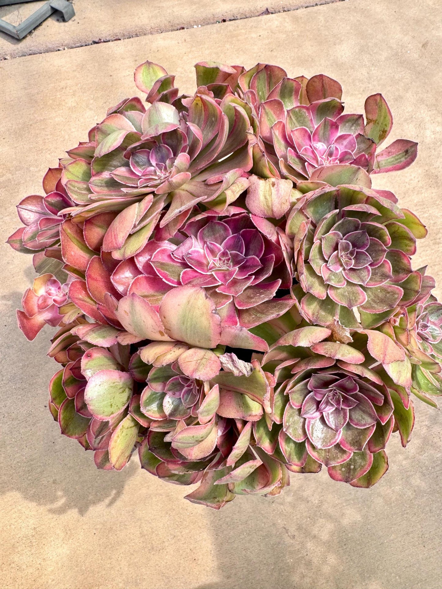 Aeonium Flame Halloween Variegated | Live Succulent Plant | Rare Imported Aeonium | Imported Plants