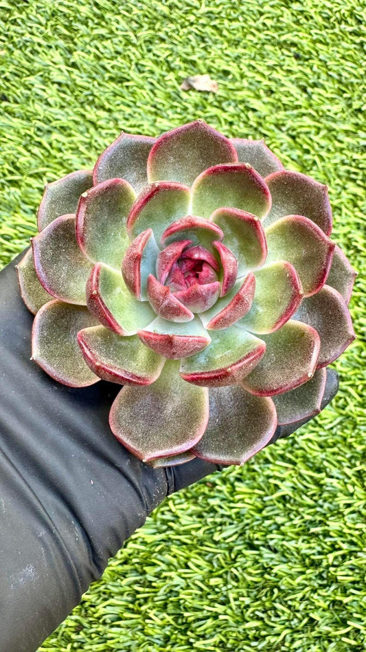 Echeveria Yo-Yo | Live Succulent Plant | Korean Succulent | Rare Imported Echeveria | Imported Plants