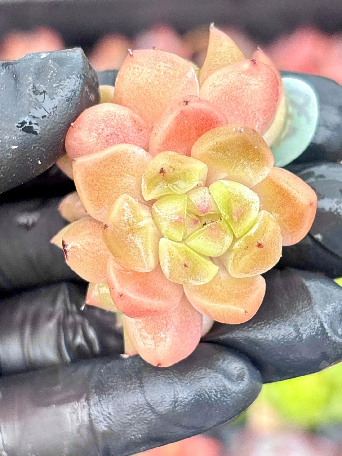 Echeveria Orange Island | Live Succulent Plant | Korean Succulent | Rare Imported Echeveria | Imported Plants