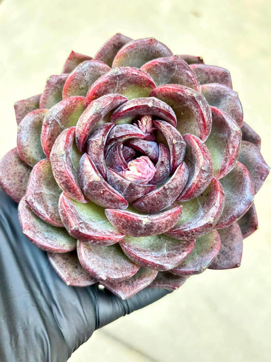Echeveria Black Warrior | Live Succulent Plant | Korean Succulent | Variegated Pachyveria | Imported Plants