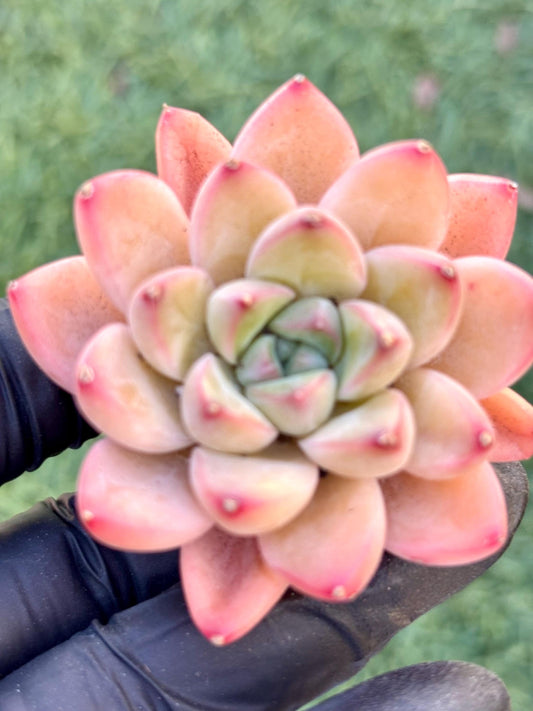 Echeveria Little Racoon | Live Succulent Plant | Imported Plants | Imported Echeveria
