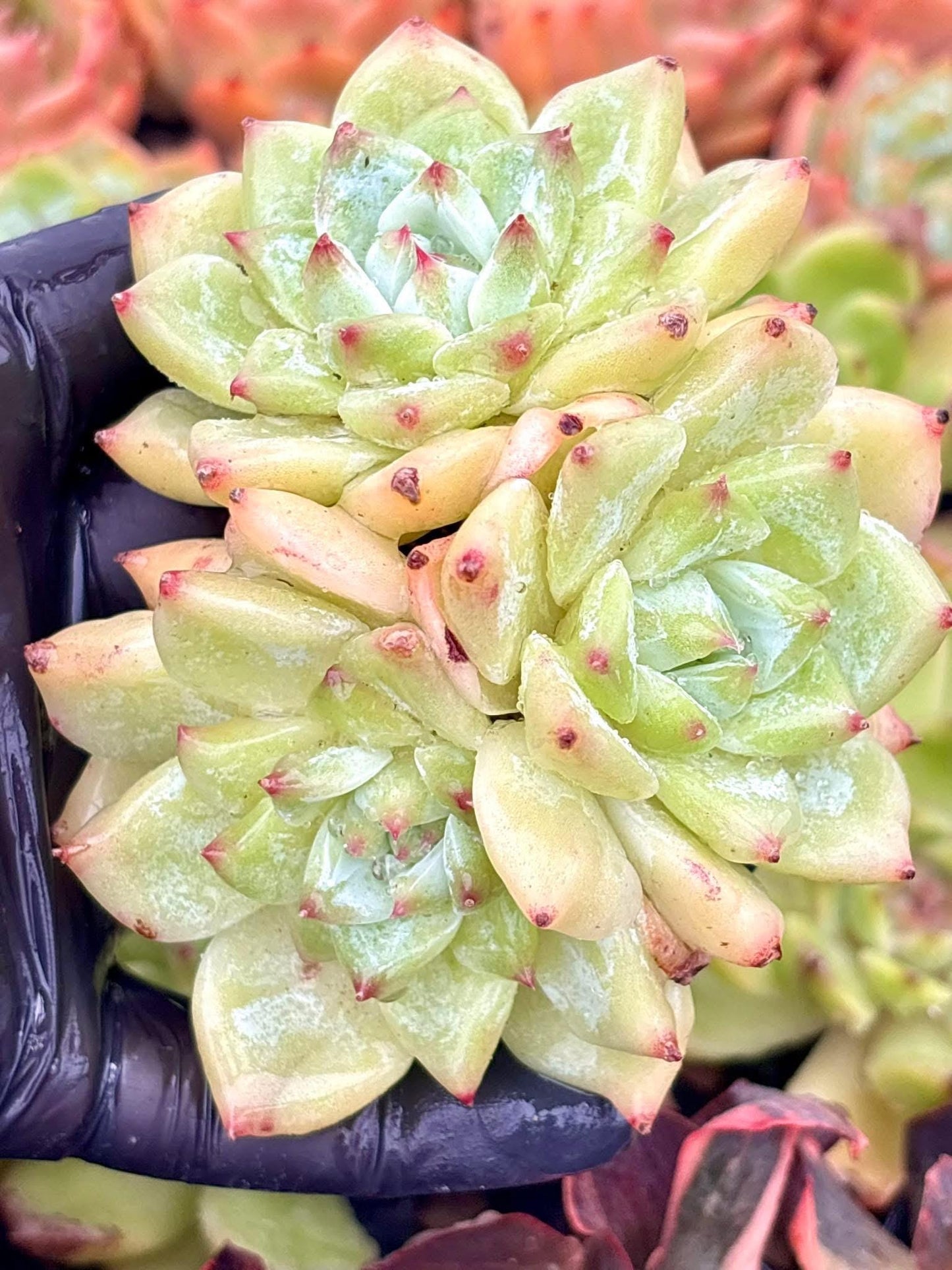 Echeveria White Sugar | Live Succulent Plant | Korean Succulent | Rare Imported Echeveria | Imported Plants