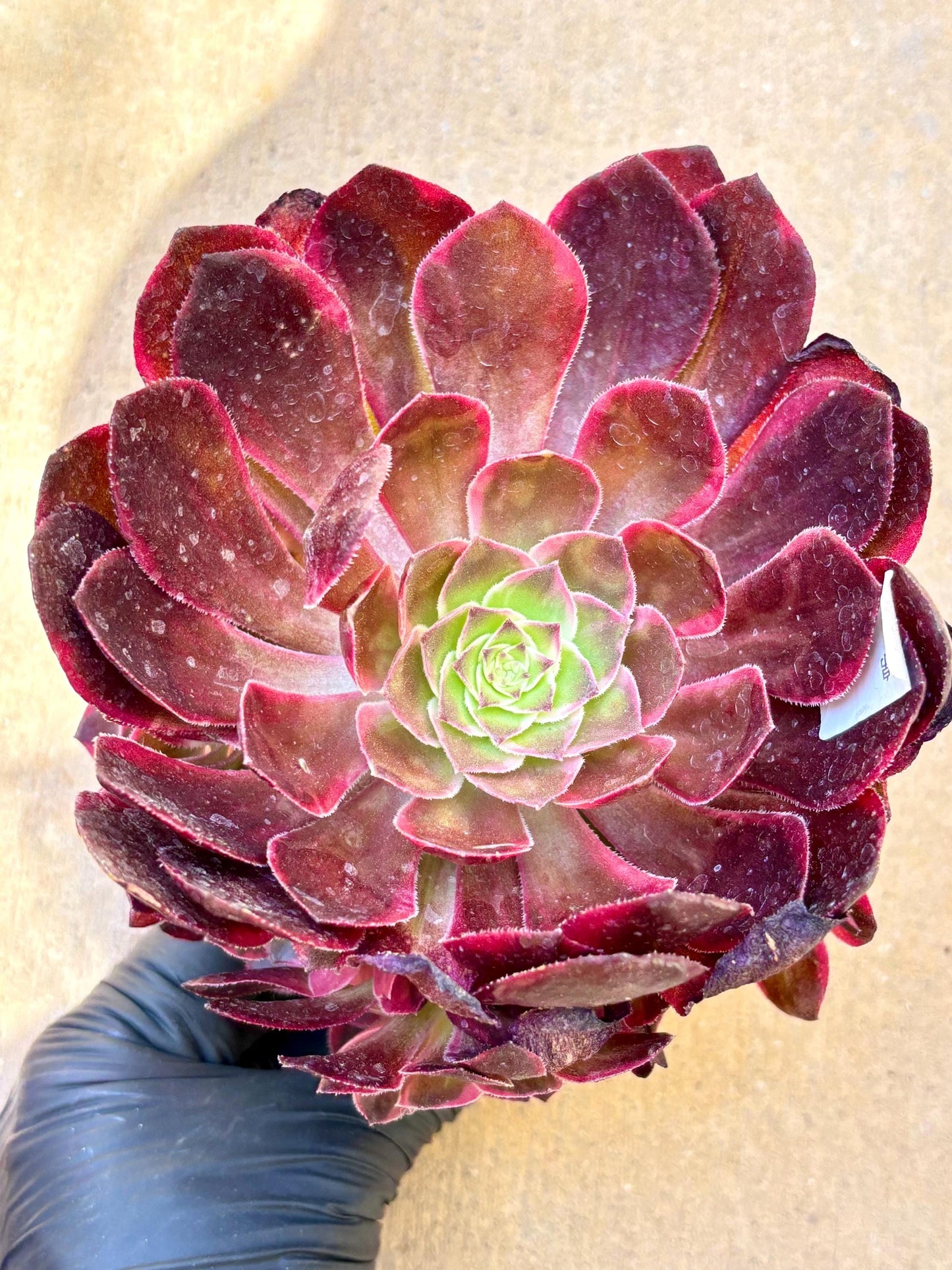Aeonium Black Mojin Variegated | Live Succulent Plant | Korean Succulent | Rare Imported Aeonium | Imported Plants