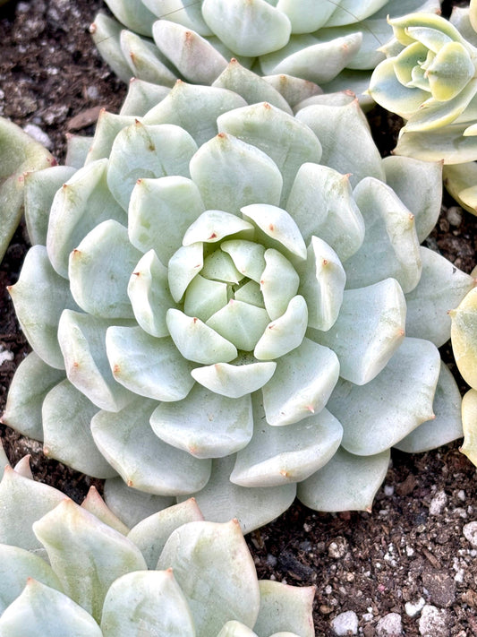 Echeveria Tippy Variegated | Live Succulent Plant | Korean Succulent | Rare Imported Echeveria | Imported Plantsr