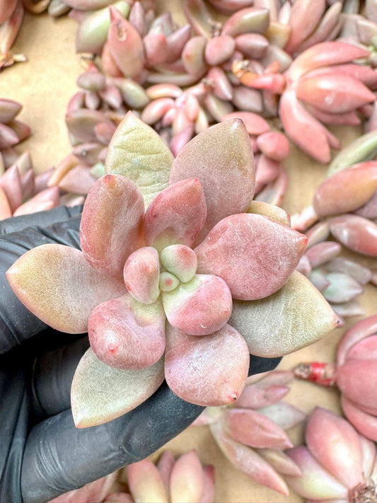 Echeveria Garden Spring (5pcs) | Live Succulent Plant | Korean Succulent | Rare Imported Echeveria | Imported Plants