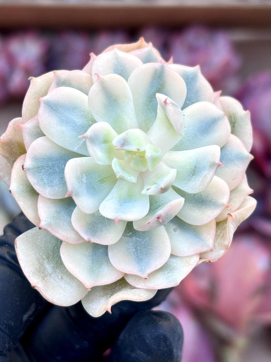 Echeveria Derensina Variegated | 4” pot | Live Succulent Plant | Korean Succulent | Variegated Pachyveria | Imported Plants