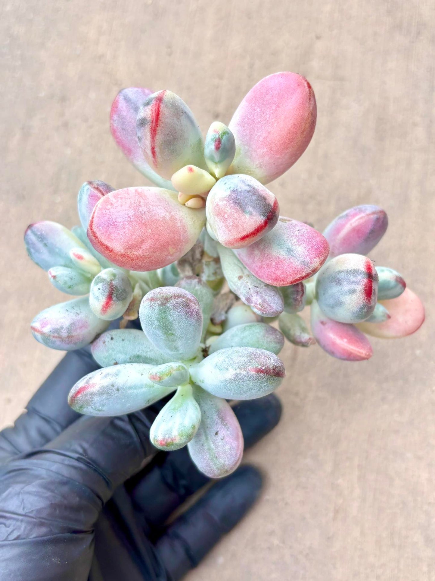 Echeveria Cotylendon Orbiculata Variegated | Live Succulent Plant | Korean Succulent | Rare Imported Echeveria | Imported Plants