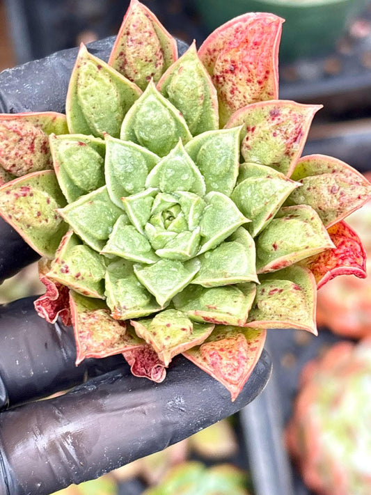 Echeveria Longisisima wart | Live Succulent Plant | Korean Succulent | Rare Imported Echeveria | Imported Plants