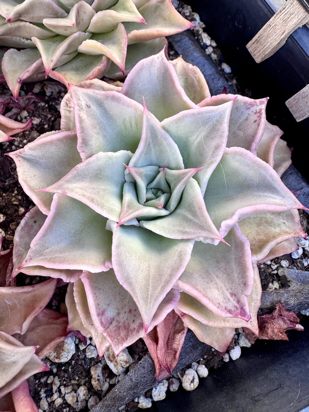 Echeveria Red Madiba | Rare Imported Succulent | Collector’s Succulent