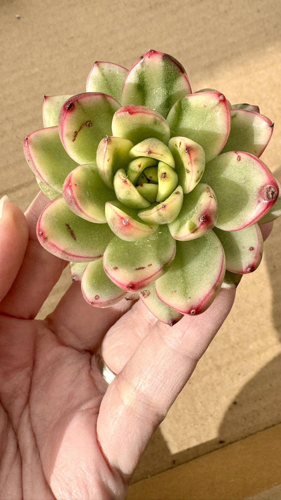 Echeveria Royal Chanel Variegated | Live Succulent Plant | Korean Succulent | Rare Imported Echeveria | Imported Plants