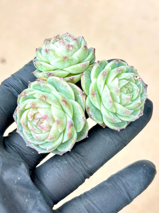 Echeveria Ocean Mystery | Live Succulent Plant | Korean Succulent | Rare Imported Echeveria | Imported Plants