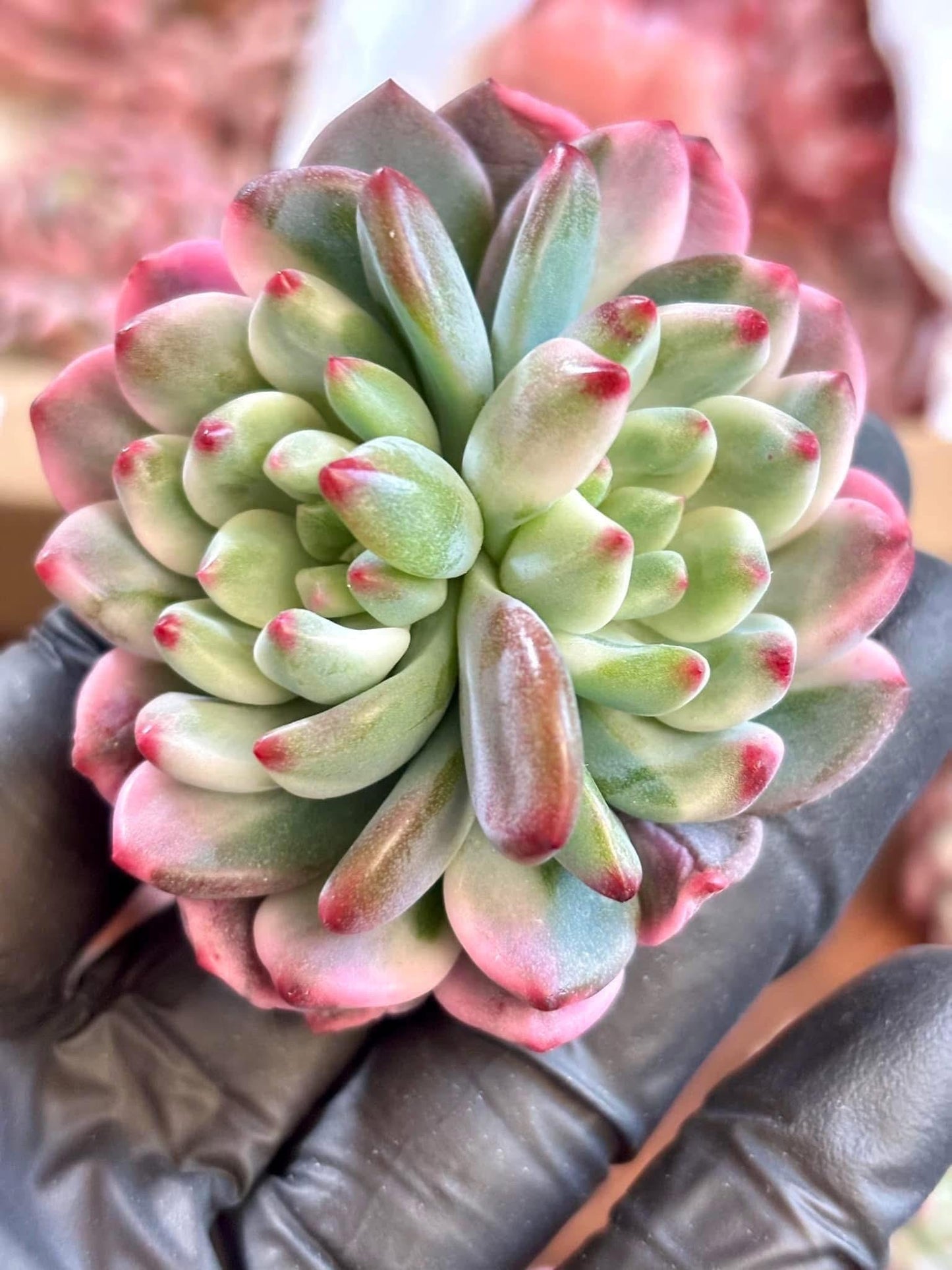 Echeveria Blue Apple Variegated | Live Succulent Plant | Korean Succulent | Rare Imported Echeveria | Imported Plants