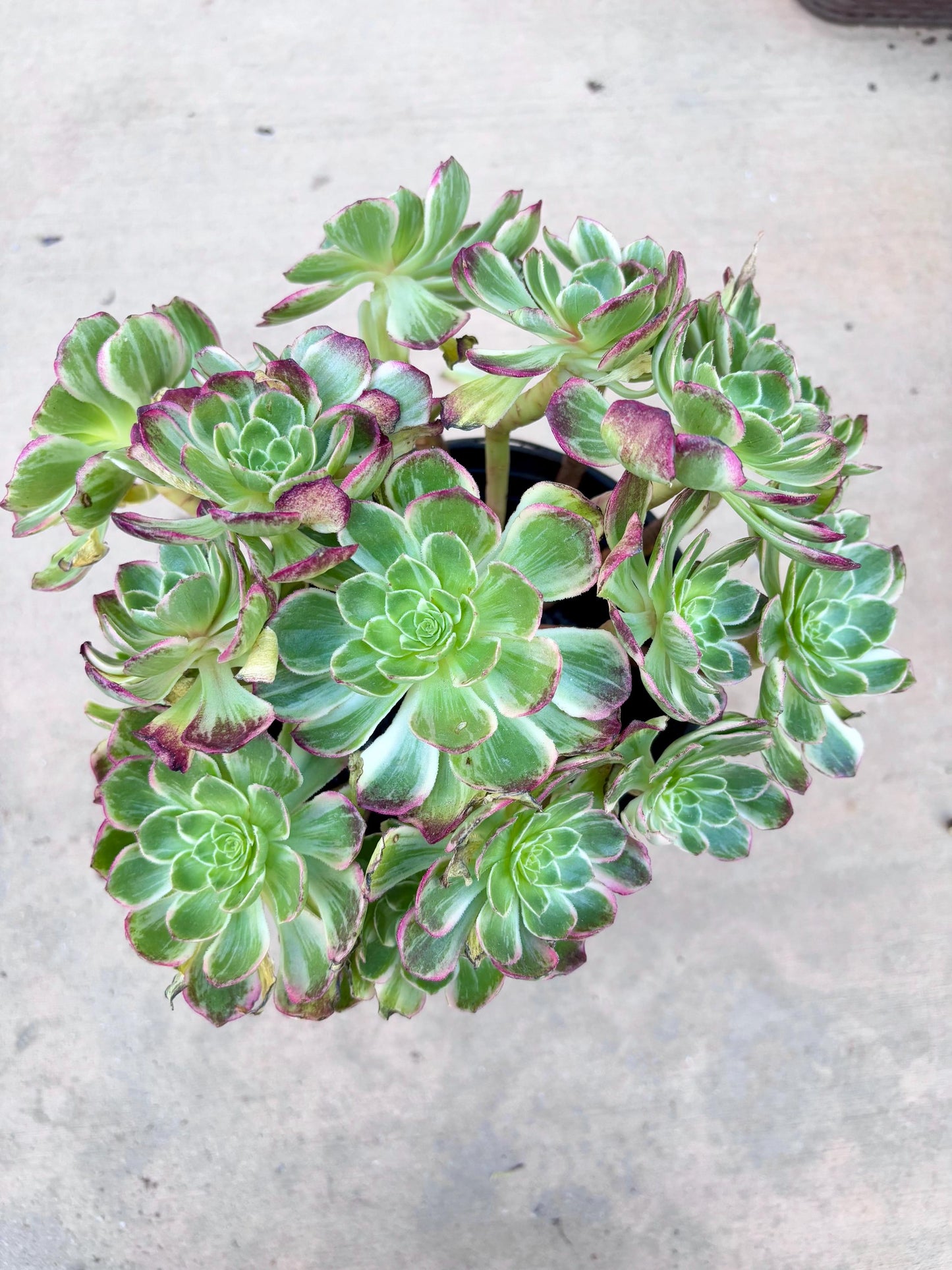 Aeonium Halloween Light Rainbow variegated | 11” width | Live Succulent Plant | Korean Succulent | Variegated aeonium | Imported Plants |