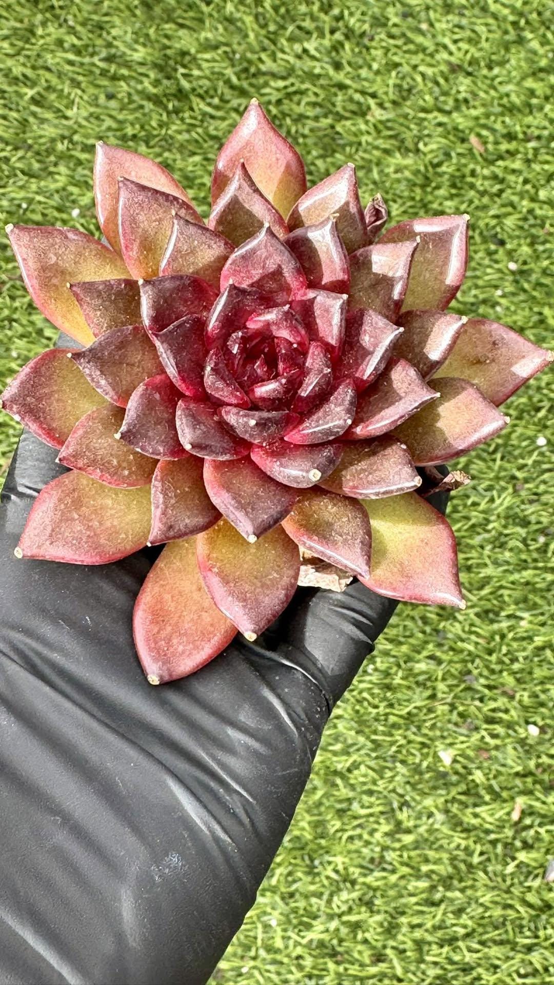 Echeveria Sugar heart Rose | Rare Imported Succulent | Collector’s Succulent