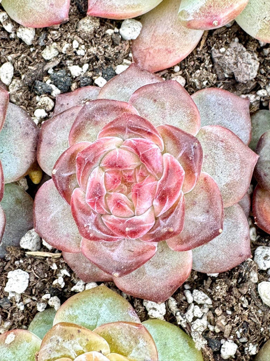 Echeveria Sugar Heart Amber | Live Succulent Plant | Korean Succulent | Variegated Echeveria | Imported Plants