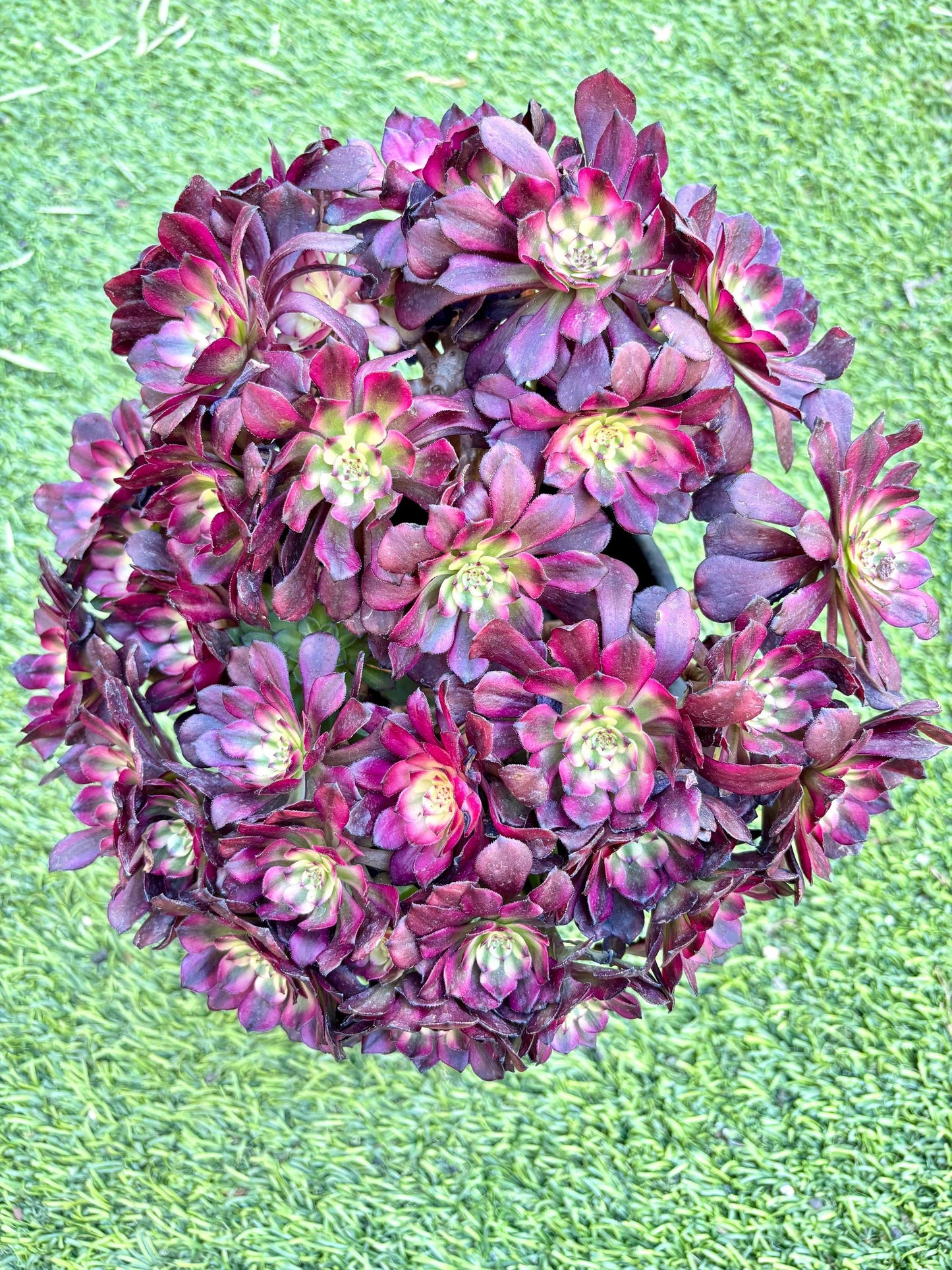 Aeonium Yunji Teacup Variegated | 10” size | Live Succulent Plant | Imported Succulent | Imported Aeonium | Imported Plants