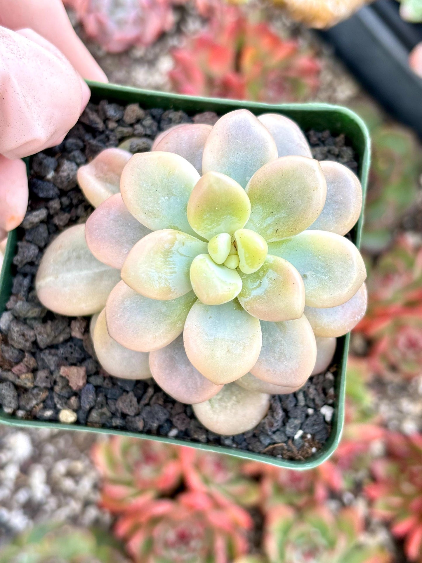 Echeveria Luo Shen Variegated | 4” pot | Live Succulent Plant | Korean Succulent | Variegated Pachyveria | Imported Plants