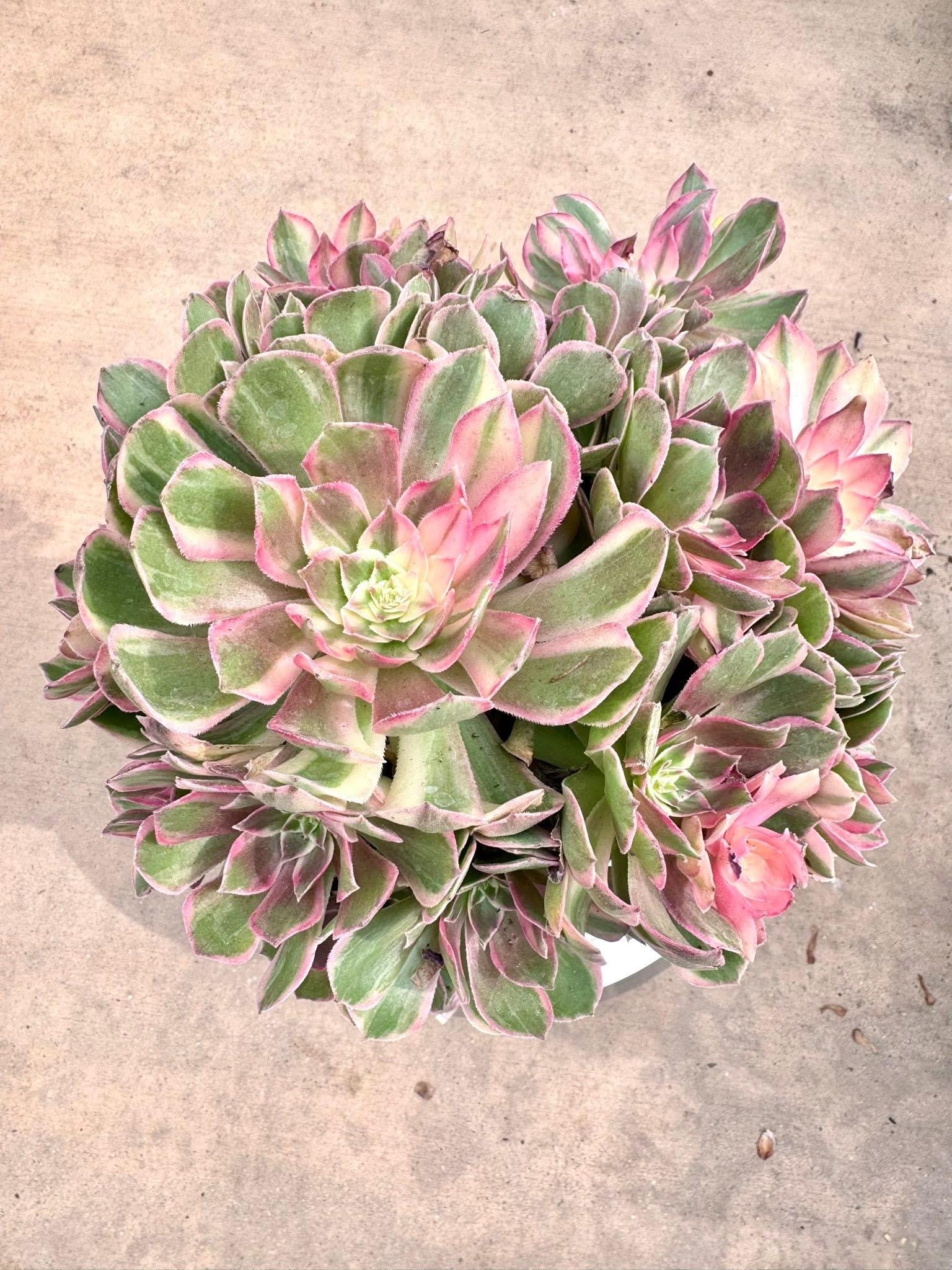 Aeonium Safflower Lang Variegated | Live Succulent Plant