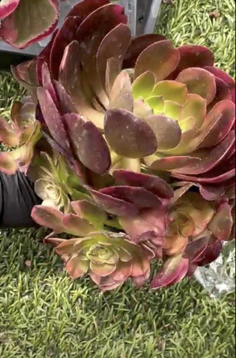 Aeonium Halloween Rainbow Variegated | Rare Imported Succulent | Collector’s Succulent