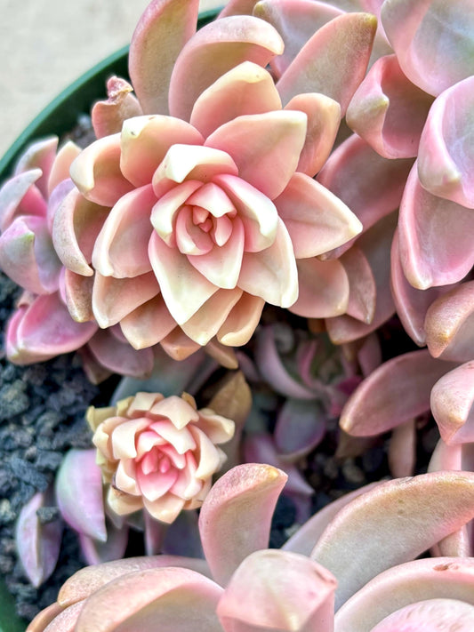 Sedum Pudding Variegated | Live Succulent Plant | Echeveria Cluster | Rare Imported Echeveria | Imported Plants | Variegated succulent