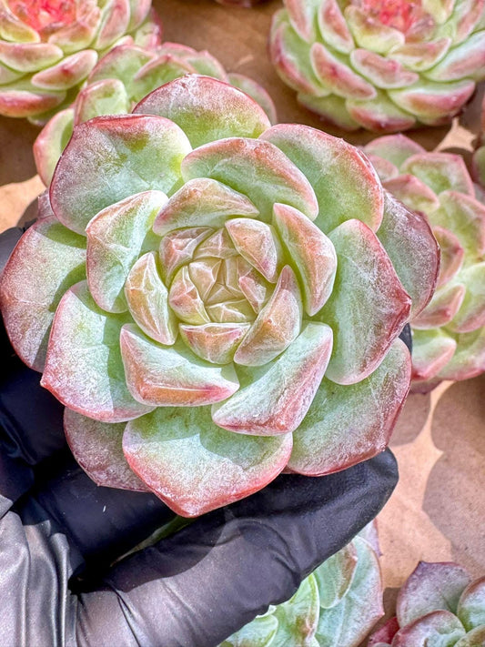 Echeveria Lychee Powder | Live Succulent Plant | Korean Succulent | Rare Imported Echeveria | Imported Plants