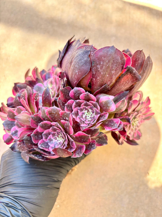 Aeonium Black Copper Kettle Variegated | Live Succulent Plant | Korean Succulent | Rare Imported Aeonium | Imported Plants