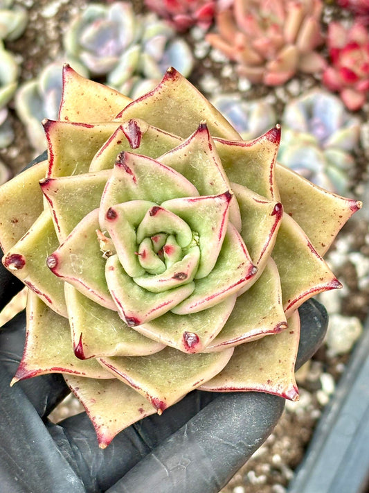 Echeveria Cello Variegated | Live Succulent Plant | Korean Succulent | Rare Imported Echeveria | Imported Plants