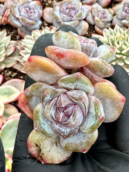 Echeveria Purple Heart | Live Succulent Plant | Korean Succulent | Variegated Echeveria | Imported Plants