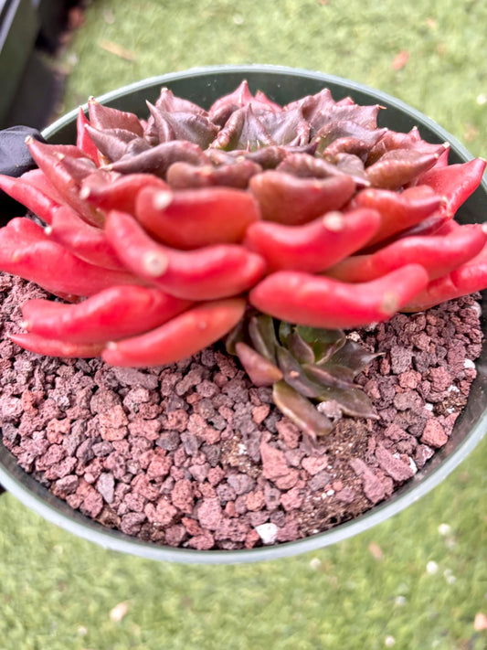 Echeveria Black Madiba | Live Succulent Plant | Korean Succulent | Variegated Echeveria | Imported Plants