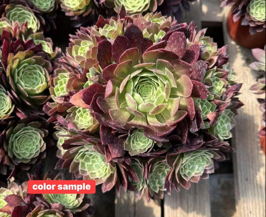 Aeonium Honey Peach Variegated | Live Succulent Plant | Rare Imported Aeonium | Imported Plants