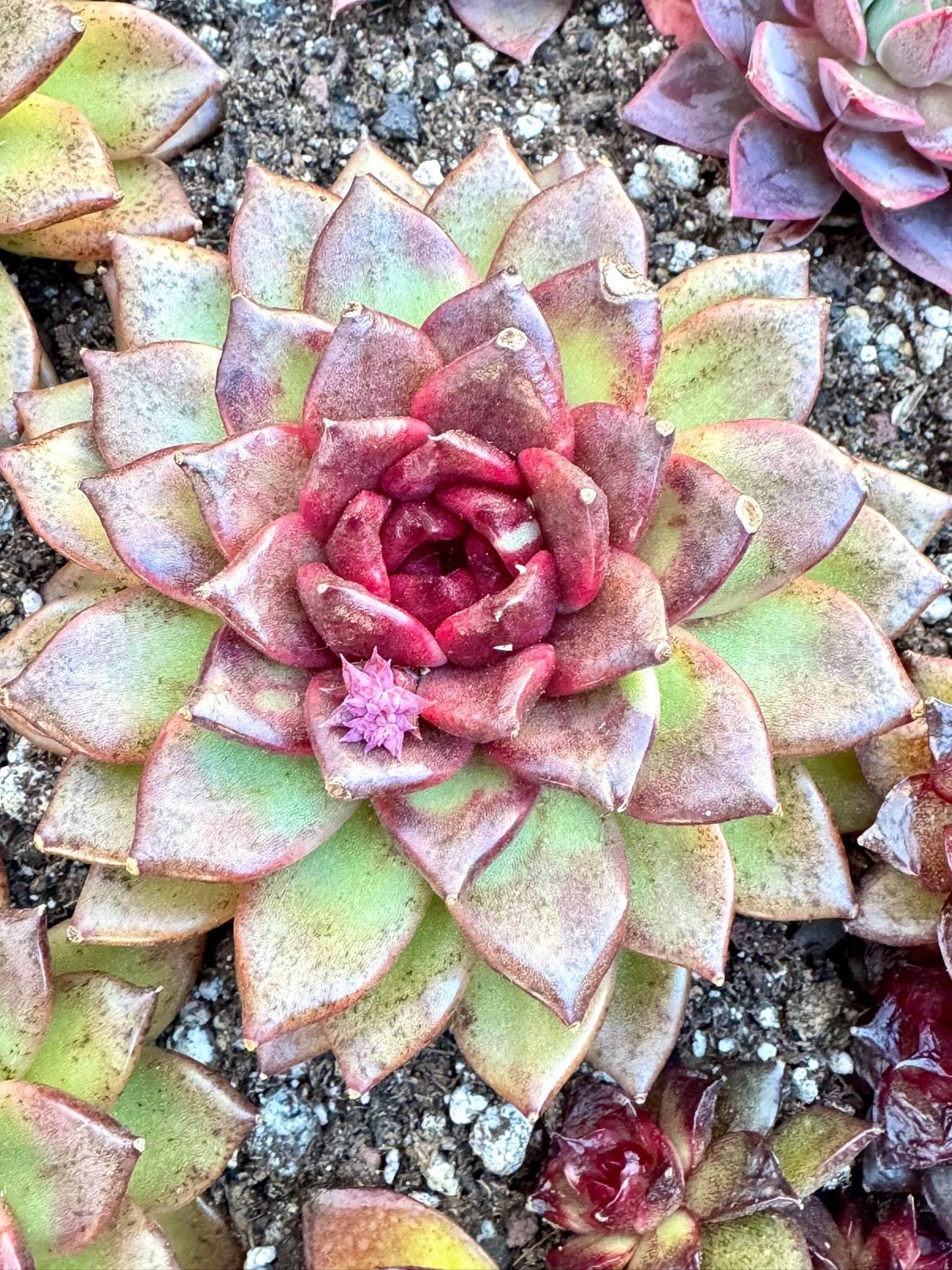 Echeveria Black Jade Unicorn | Live Succulent Plant | Korean Succulent | Rare Imported Echeveria | Imported Plants
