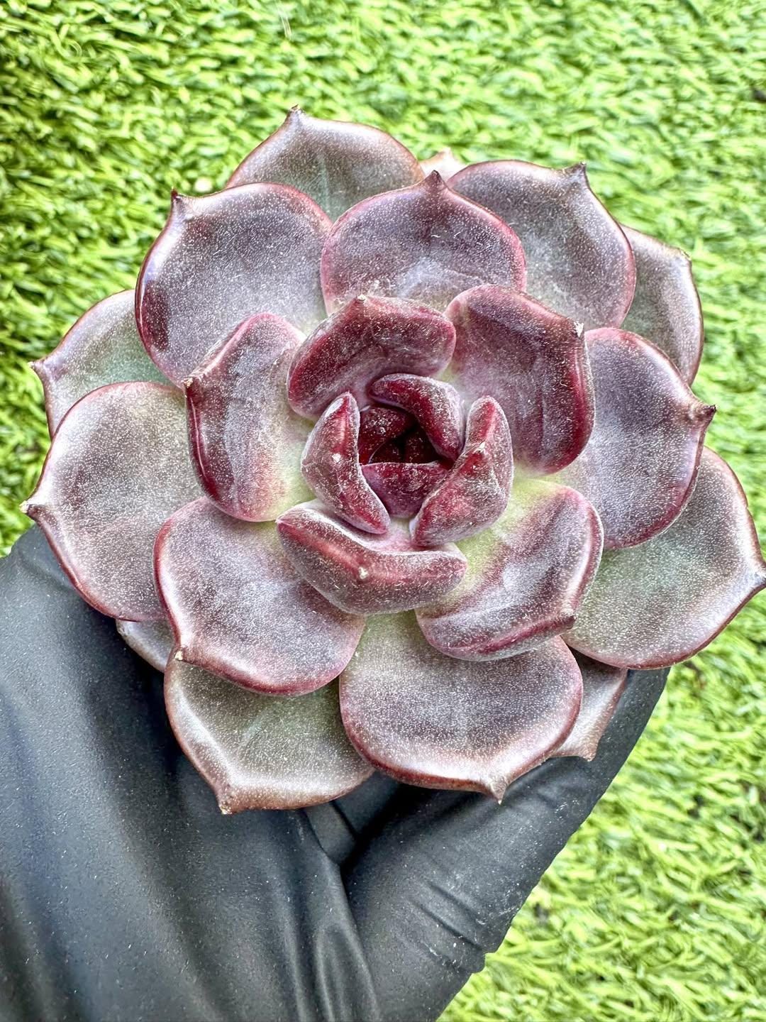 Echeveria Blue Fog | Live Succulent Plant | Korean Succulent | Rare Imported Echeveria | Imported Plants