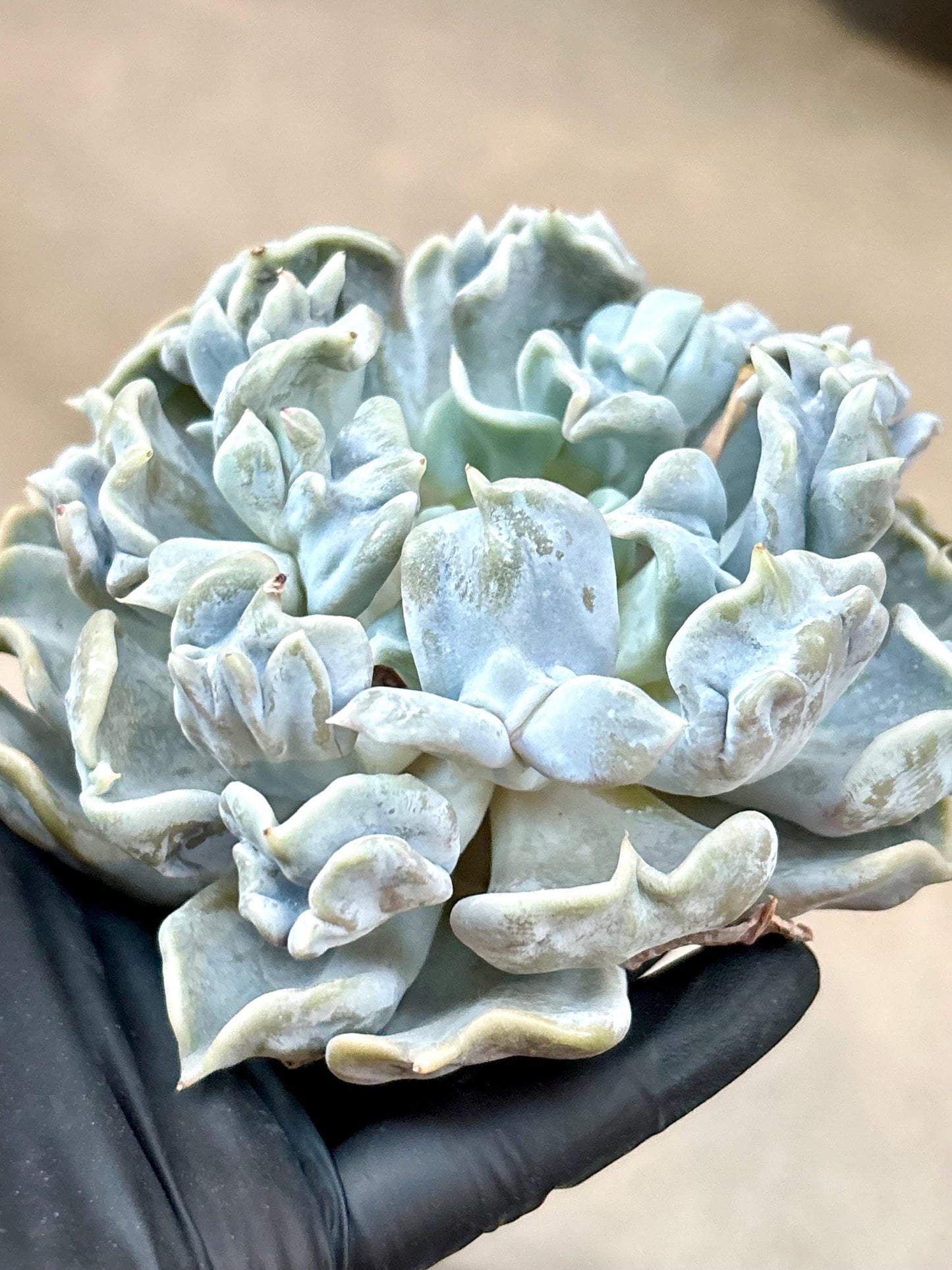 Echeveria Thriller Pearl| Live Succulent Plant | Korean Succulent | Rare Imported Echeveria | Imported Plants