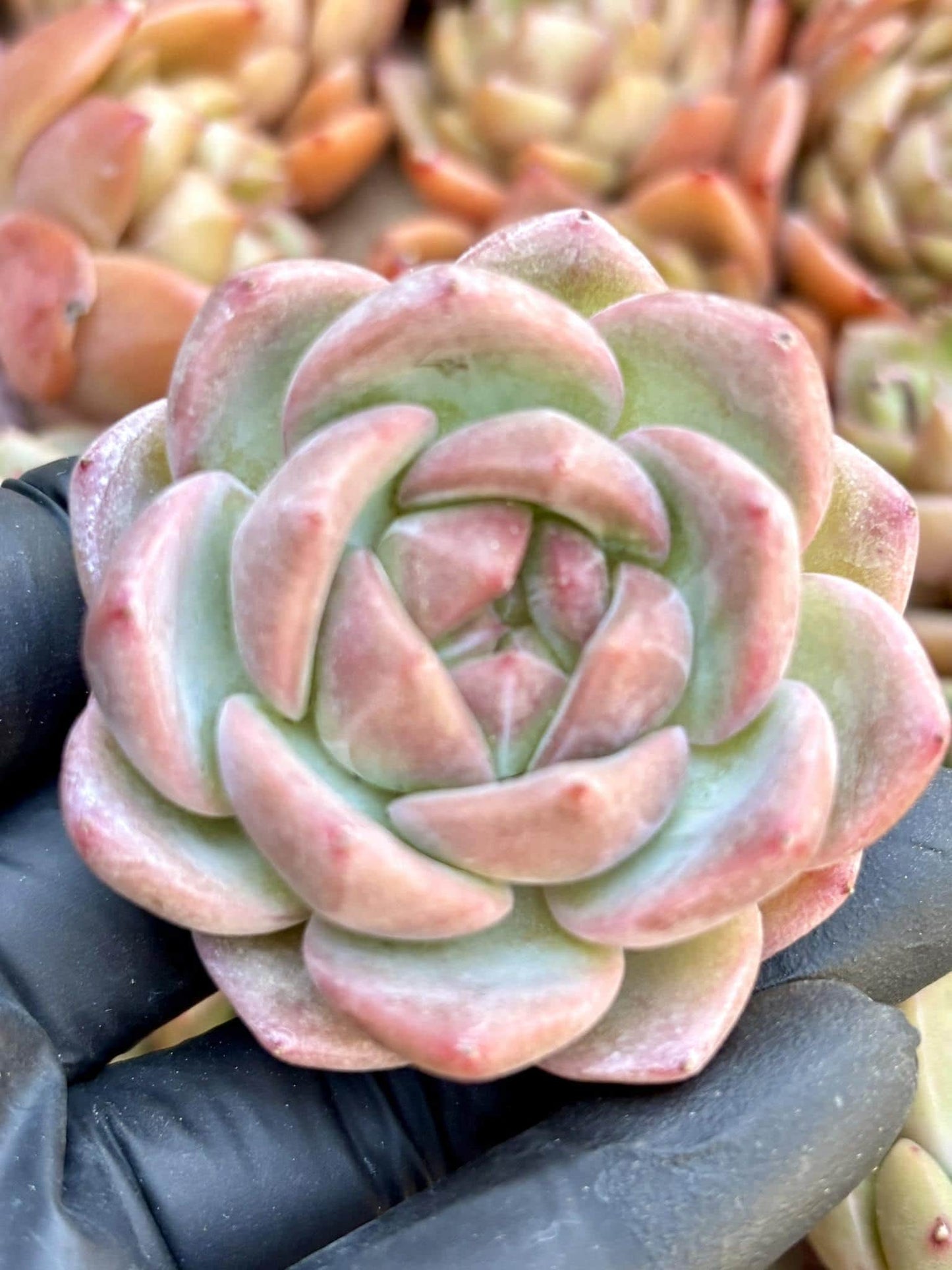 Echeveria Rouge | Live Succulent Plant | Echeveria Cluster | Rare Imported Echeveria | Imported Plants