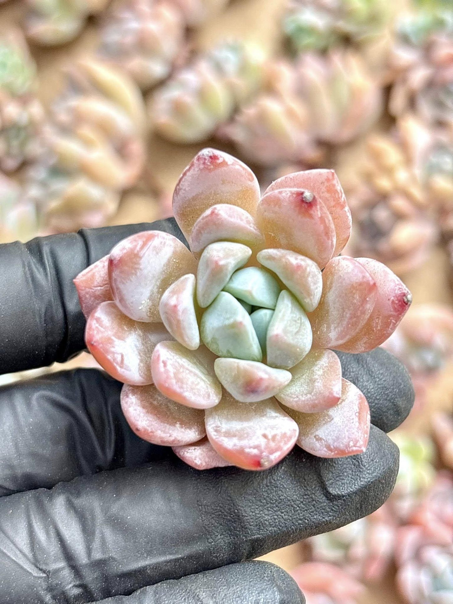 Echeveria Dream Snow | Live Succulent Plant | Korean Succulent | Variegated Echeveria | Imported Plants | Echeveria Clusters