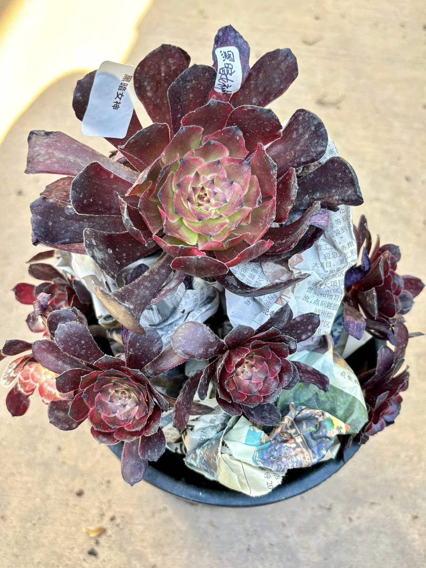 Aeonium Dark Goddess | Live Succulent Plant | Rare Imported Aeonium | Imported Plants