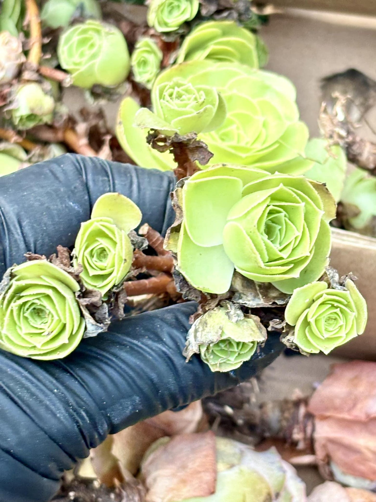Greenovia XiaPei | Live Succulent Plant | Echeveria Cluster | Rare Imported Echeveria | Imported Plants