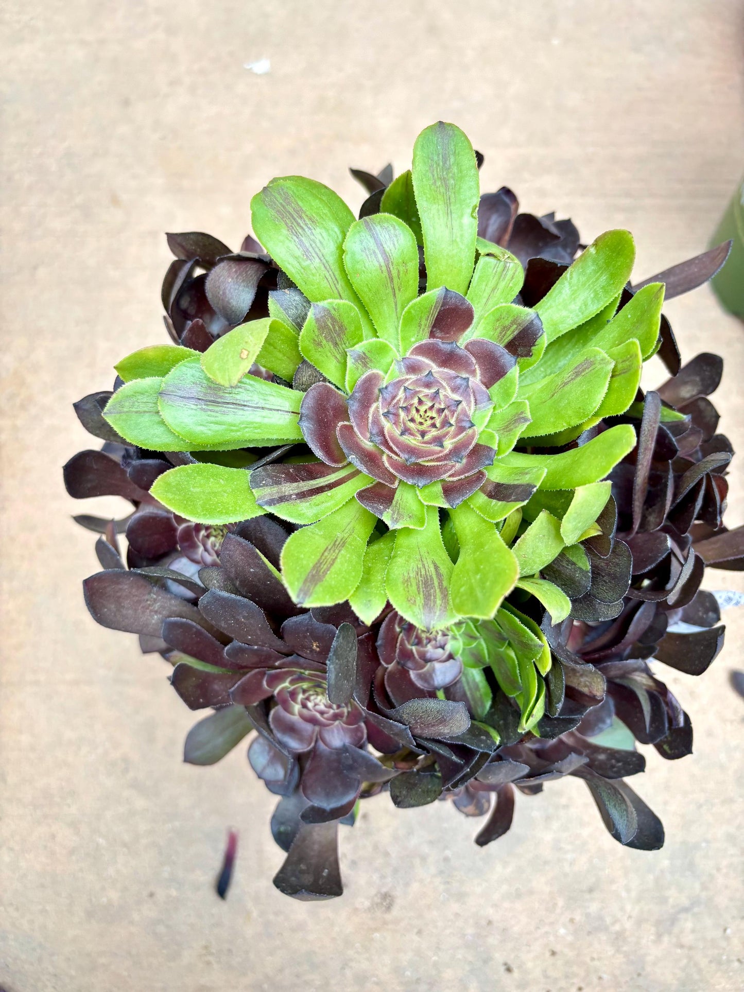 Aeonium Painted Face Lolita | Live Succulent Plant | Korean Succulent | Rare Imported Aeonium | Imported Plants