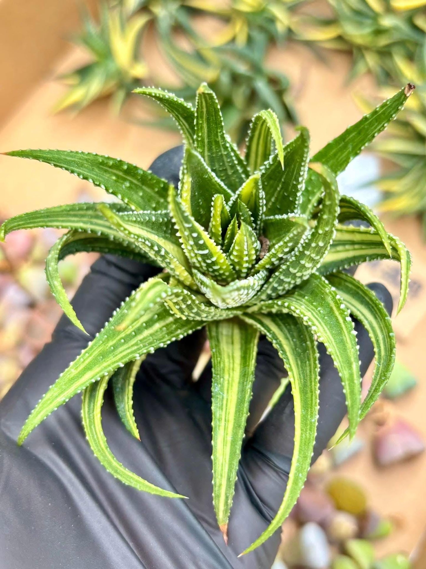 Haworthia Attenueta Glazed Hall Variegated | Live Succulent Plant | Korean Succulent | Rare Imported Echeveria | Imported Plants