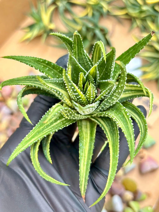 Haworthia Attenueta Glazed Hall Variegated | Live Succulent Plant | Korean Succulent | Rare Imported Echeveria | Imported Plants