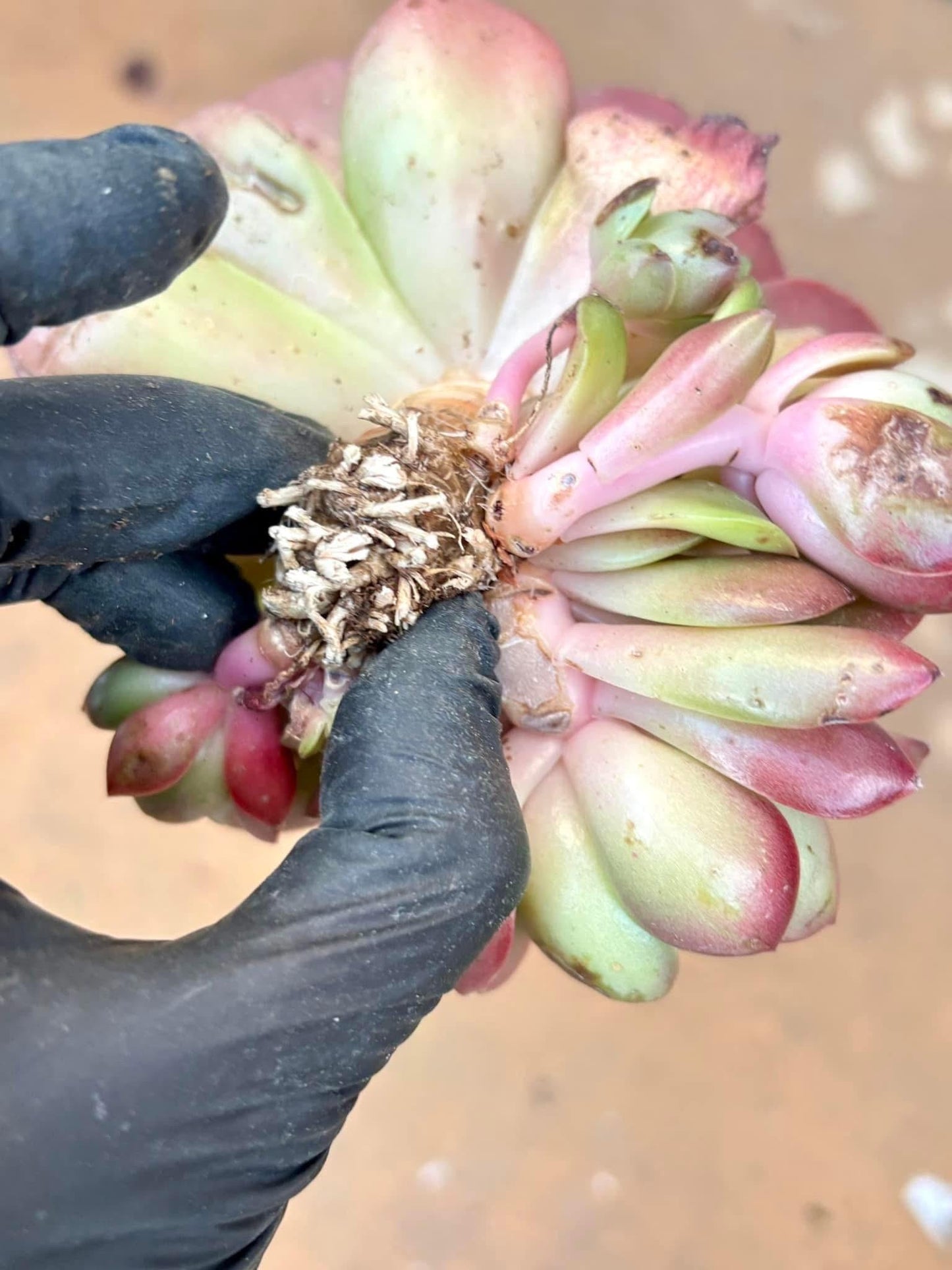 Echeveria Holiday Princess | Live Succulent Plant | Korean Succulent | Rare Imported Echeveria | Imported Plants