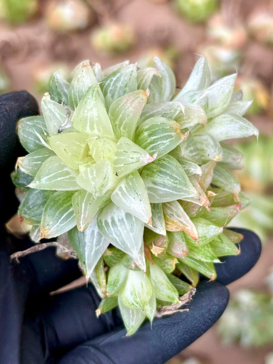 Haworthia Ice Sugar Variegated | Live Succulent Plant | Korean Succulent | Rare Imported Echeveria | Imported Plants
