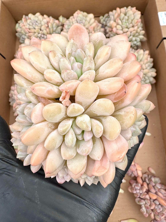 Echeveria Peach Dimple | Rare Imported Succulent | Collector’s Succulent
