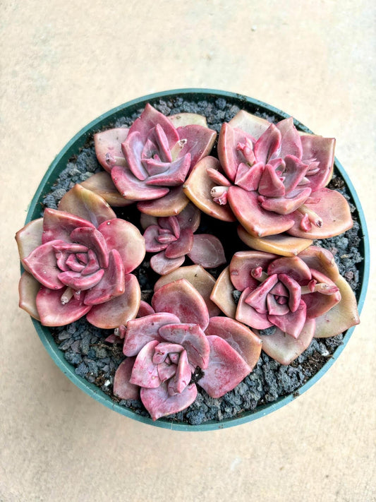 Echeveria Rainbow Candy | 4” pot | Live Succulent Plant | Korean Succulent | Variegated Pachyveria | Imported Plants | Echeveria Clusters