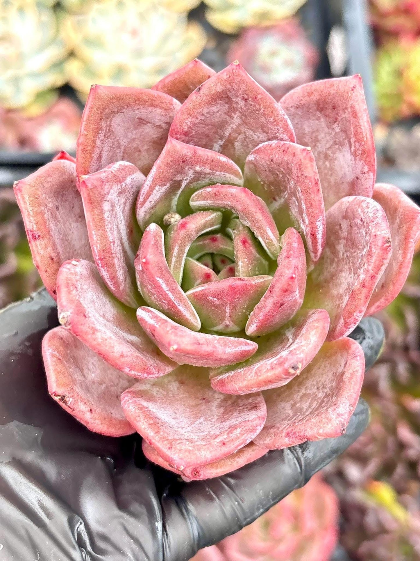 Echeveria Q Orange | Live Succulent Plant | Korean Succulent | Rare Imported Echeveria | Imported Plants